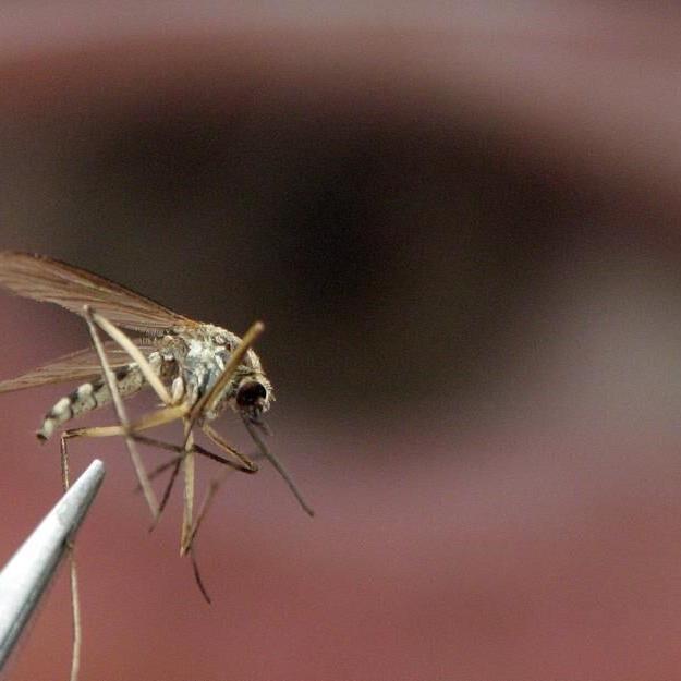 Not-for-profit runs disease-fighting mosquito program in Colombia, not Bill Gates